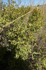 Spiraea hypericifolia