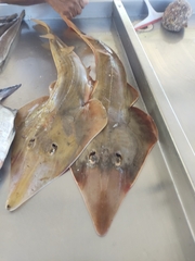 Pseudobatos horkelii