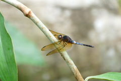 Hadrothemis vrijdaghi