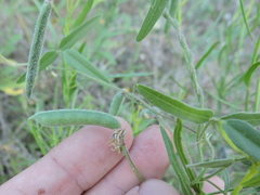 Strophostyles leiosperma