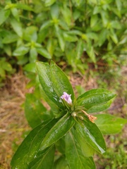 Hygrophila costata
