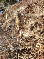 Phlomoides speciosa