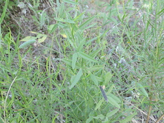 Strophostyles leiosperma
