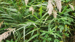 Phragmites vallatoria