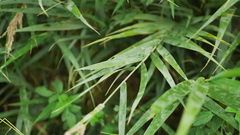 Phragmites vallatoria