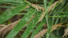 Phragmites vallatoria