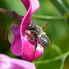Megachile willughbiella