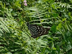 Papilio clytia