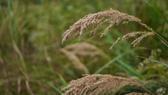 Phragmites vallatoria