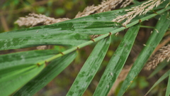Phragmites vallatoria