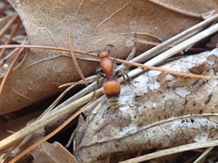 Dasymutilla nigripes