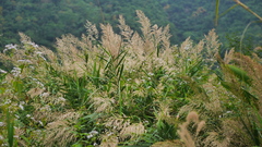 Phragmites vallatoria