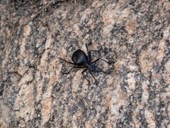 Leptoderis
