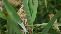 Phragmites vallatoria