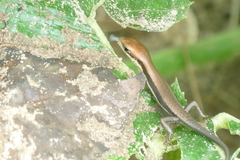 Sauria