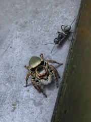 Carrhotus xanthogramma