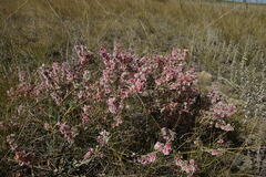 Atraphaxis frutescens