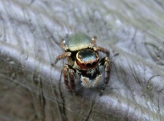 Carrhotus xanthogramma