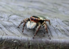 Carrhotus xanthogramma