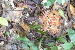 Scadoxus