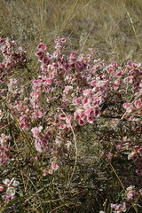 Atraphaxis frutescens