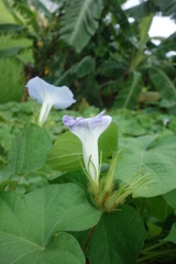 Ipomoea nil