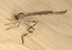 Leptogaster