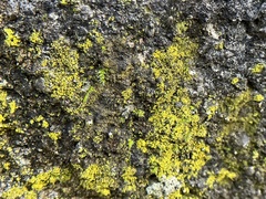 Candelariaceae