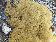 Thylacospermum caespitosum