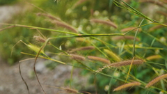 Cenchrus polystachios