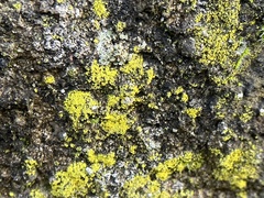 Candelariaceae