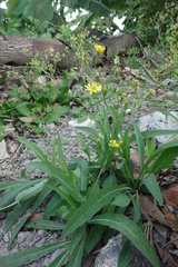 Ixeris chinensis