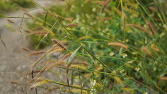 Cenchrus polystachios