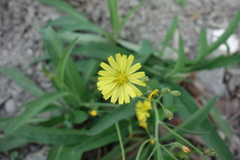 Ixeris chinensis