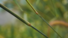 Cenchrus polystachios