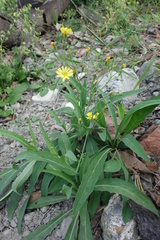 Ixeris chinensis