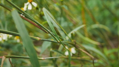 Cenchrus polystachios