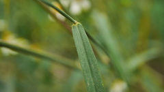 Cenchrus polystachios