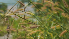 Cenchrus polystachios