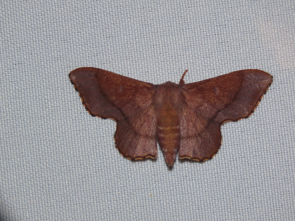 Lacosoma asea