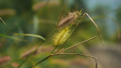 Cenchrus polystachios