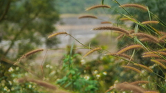 Cenchrus polystachios