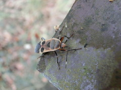 Physopelta gutta gutta