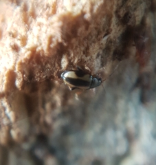 Phyllotreta