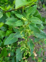 Chenopodium acuminatum