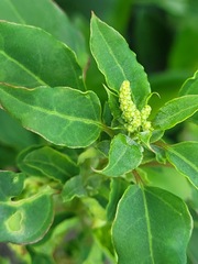 Chenopodium acuminatum