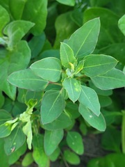 Chenopodium acuminatum
