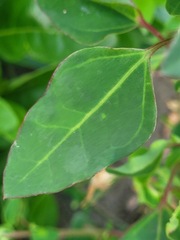 Chenopodium acuminatum