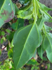 Chenopodium acuminatum