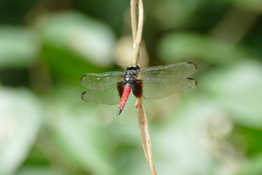Hadrothemis versuta